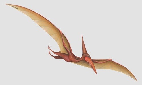 Pterodactyl Pictures & Facts - The Dinosaur Database