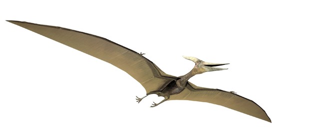 pterodactyl look like