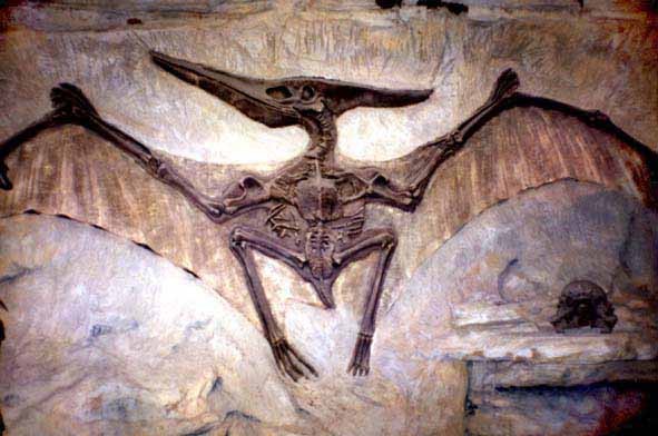 Pterodactyloidea, Fossil Wiki