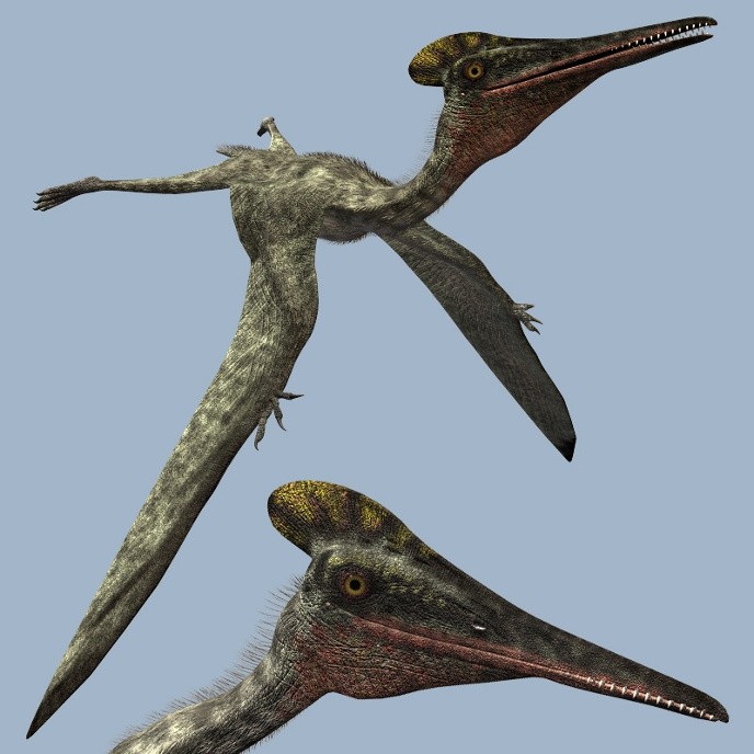 Pterodactyl Pictures & Facts - The Dinosaur Database