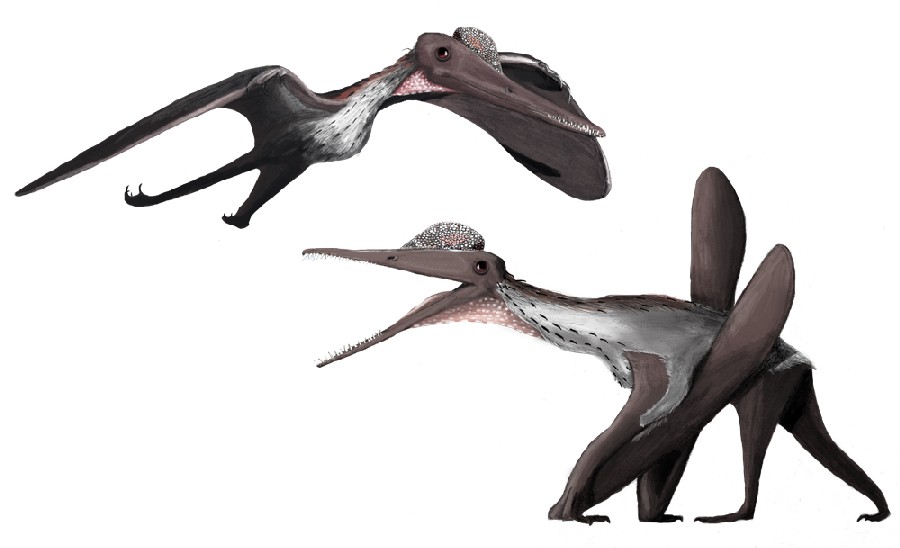 Barrington Park District - Dinosaur Facts: Pterodactyl Pterodactyl are  extinct members of the Pterodactylus genus. Pterodactyls are not actually  dinosaurs, they are a pterosaurs and considered a flying reptile. A  Pterodactyl is