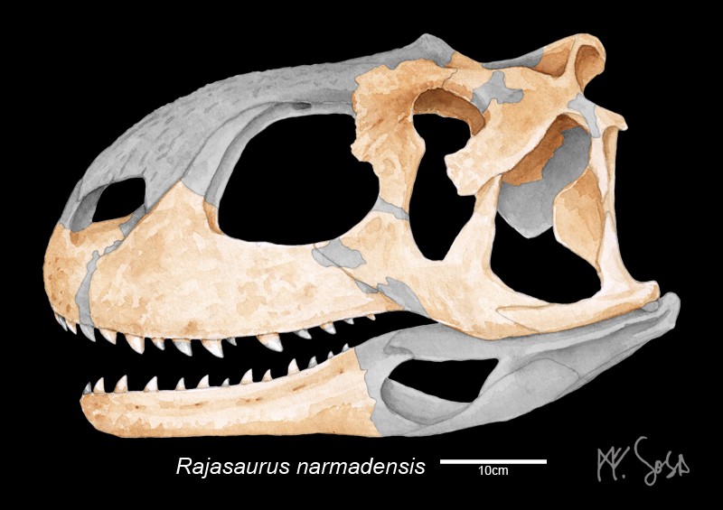 Rajasaurus
