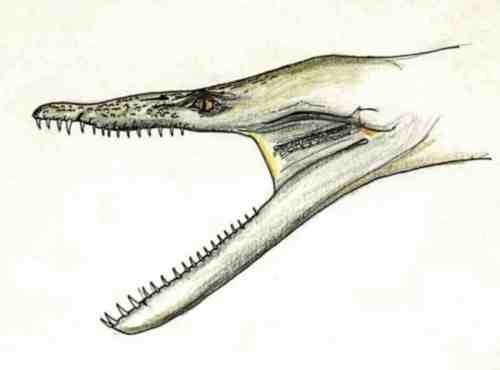 Rhomaleosaurus