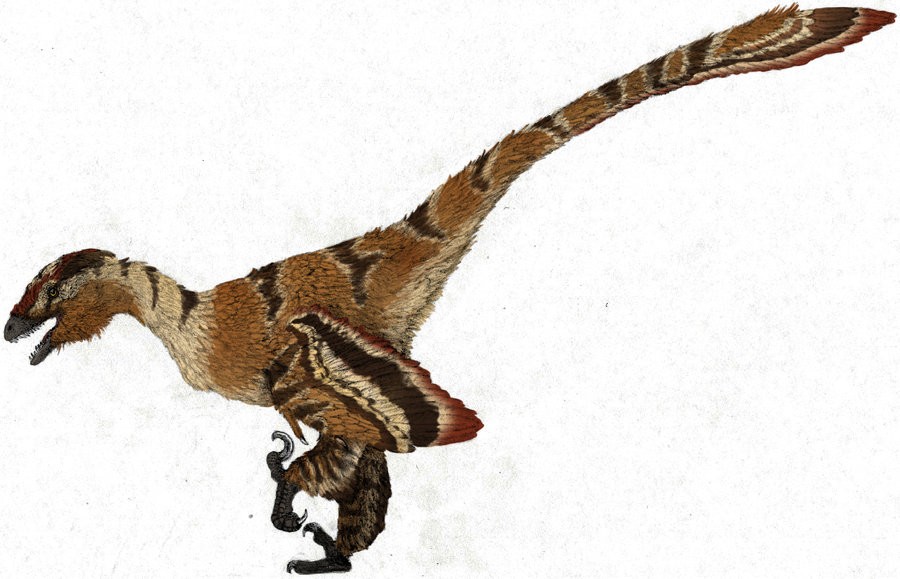 Saurornitholestes