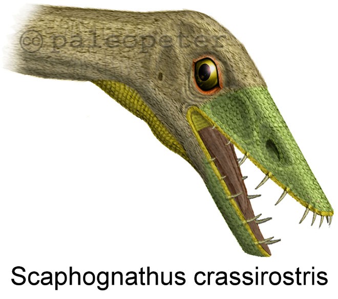 Scaphognathus