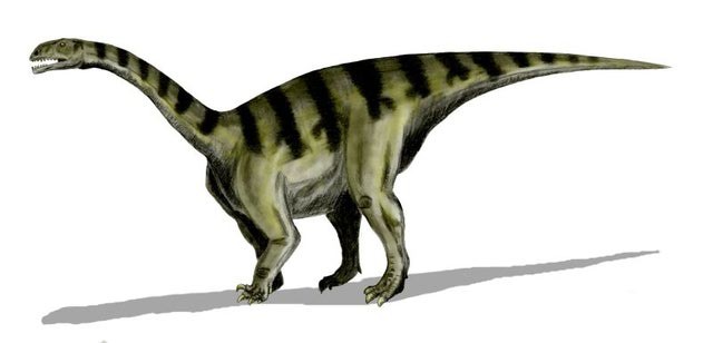 Sellosaurus
