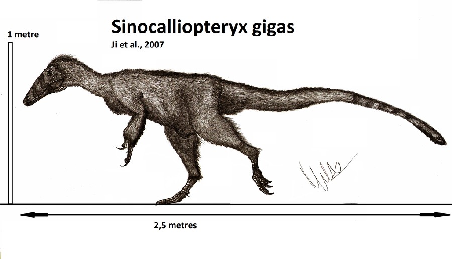 Sinocalliopteryx