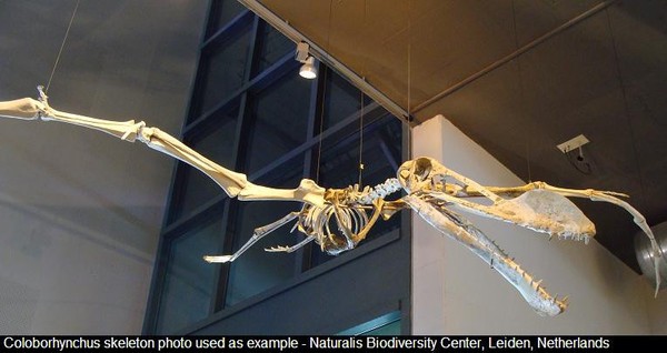 Siroccopteryx