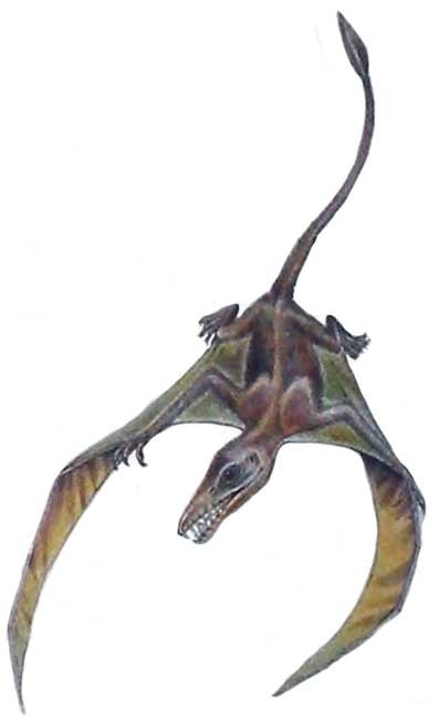 Sordes Pilosus