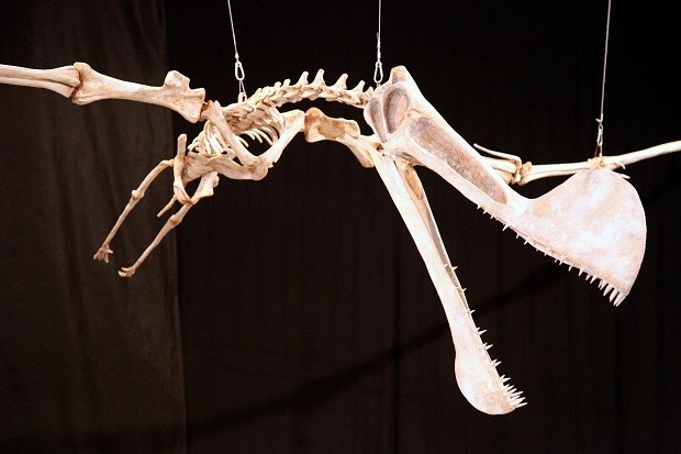 Tropeognathus Pictures Facts The Dinosaur Database
