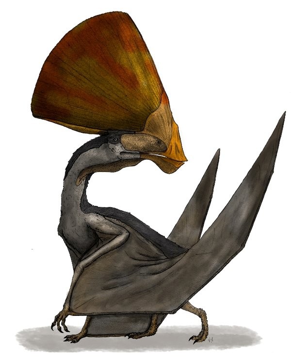 Tupandactylus