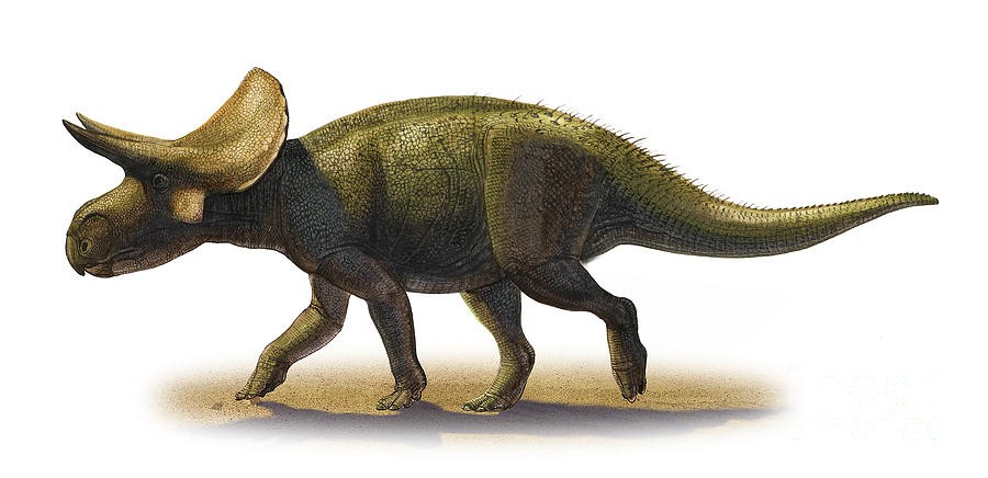 Turanoceratops