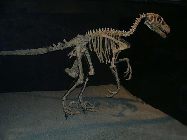 Variraptor, Cretaceous
(Меловой период)