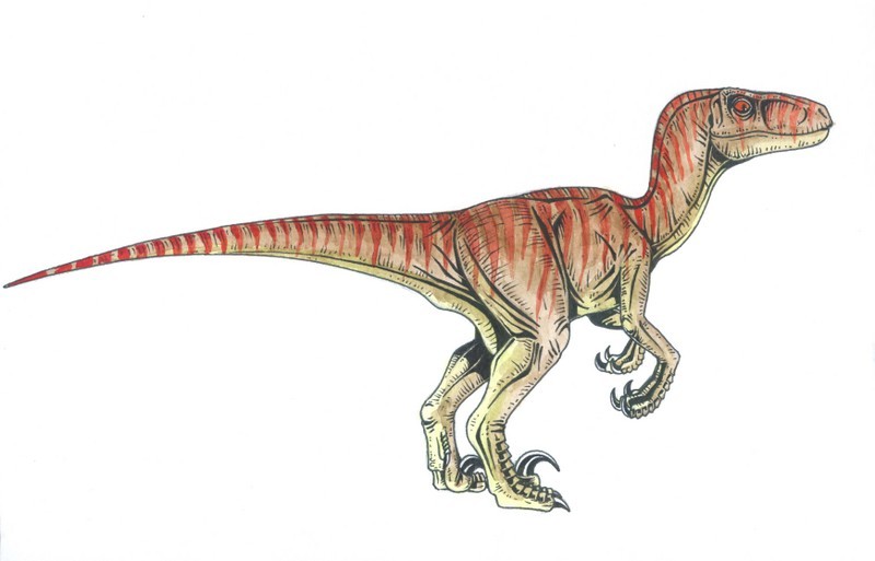 Velociraptor Pictures Facts The Dinosaur Database