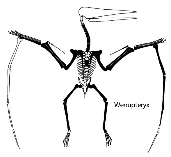 Wenupteryx, 6|Late Jurassic]]