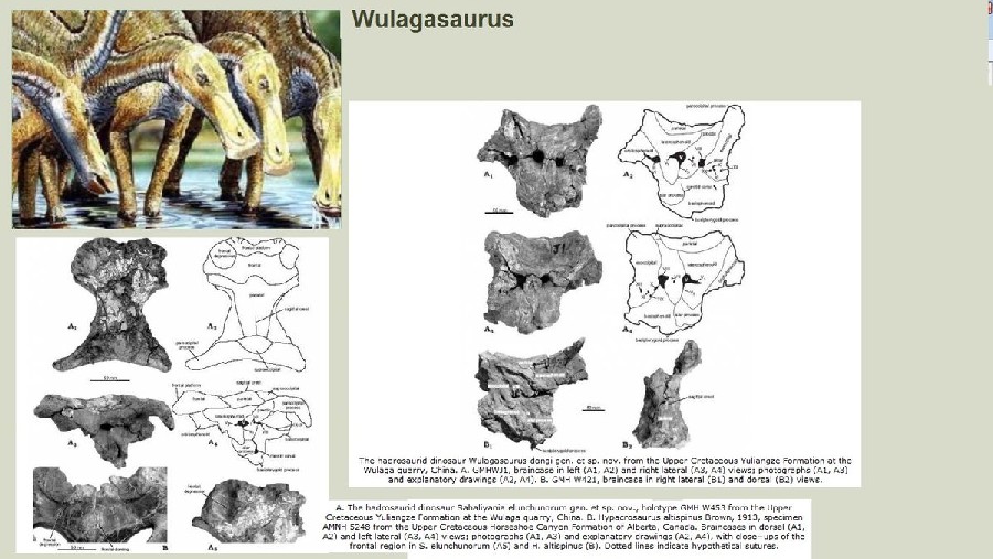 Wulagasaurus