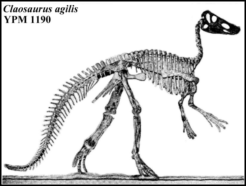 Niobrarasaurus