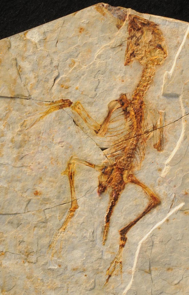 Zhongornis, Cretaceous
(Меловой период)