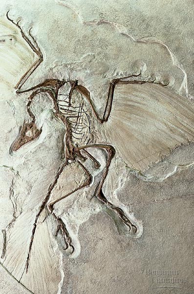 Archaeopteryx Pictures & Facts - The Dinosaur Database