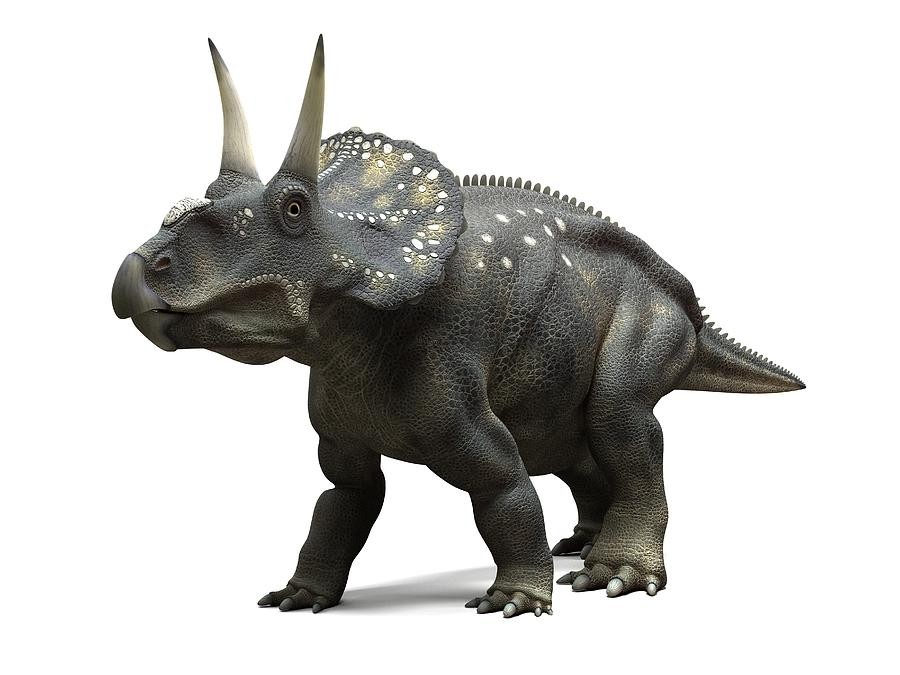 Nedoceratops Pictures & Facts - The Dinosaur Database