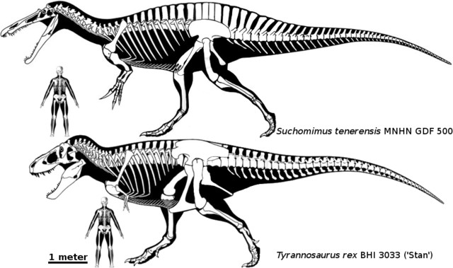 Cristatusaurus Pictures & Facts - The Dinosaur Database