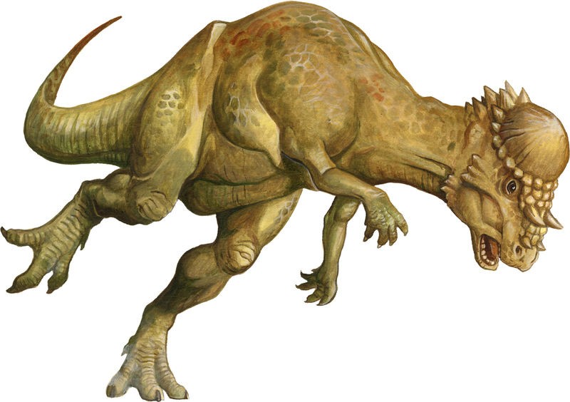 800px-Pachycephalosaurus_f4cc.jpg