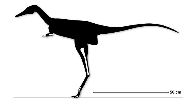 Albertonykus Pictures & Facts - The Dinosaur Database