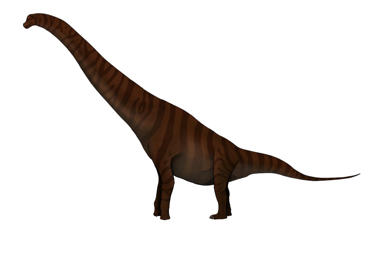 Brohisaurus, Jurassic
(Юрский период)