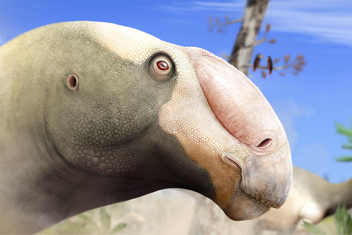 Choyrodon, Cretaceous
(Меловой период)