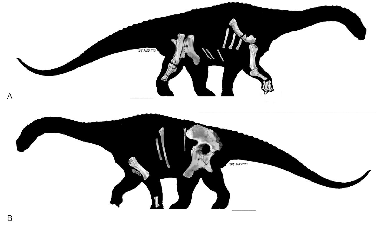 Dongyangosaurus