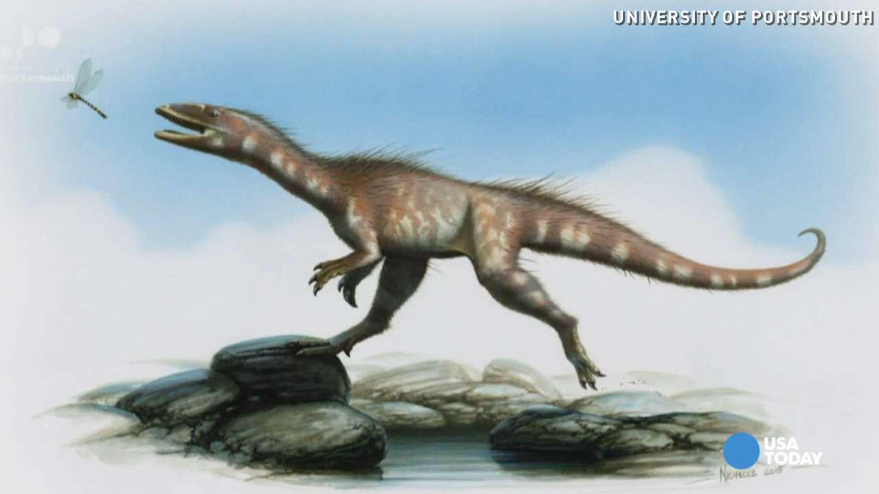 Dracoraptor