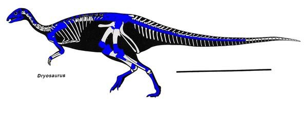 Dryosaurus Pictures & Facts - The Dinosaur Database