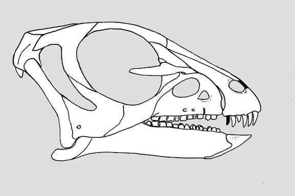 Haya Pictures & Facts - The Dinosaur Database