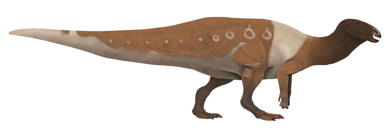Koshisaurus