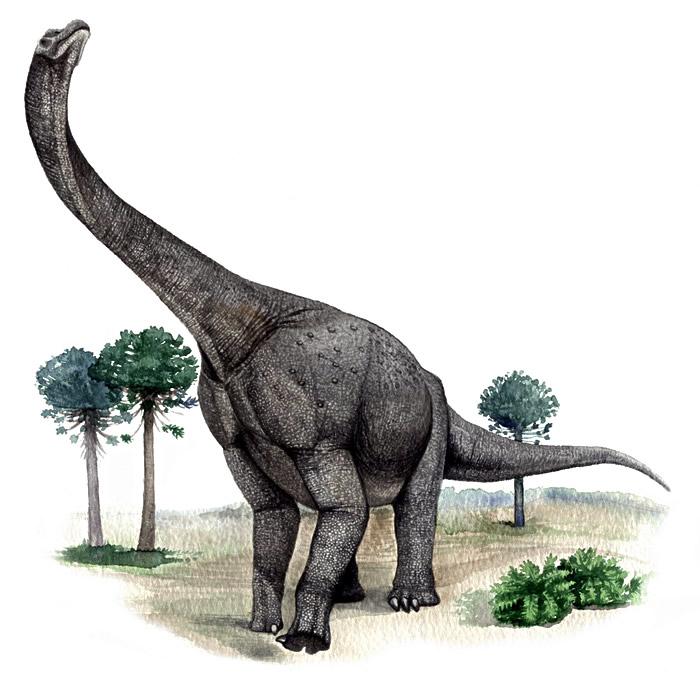 Ligabuesaurus, Cretaceous
(Меловой период)