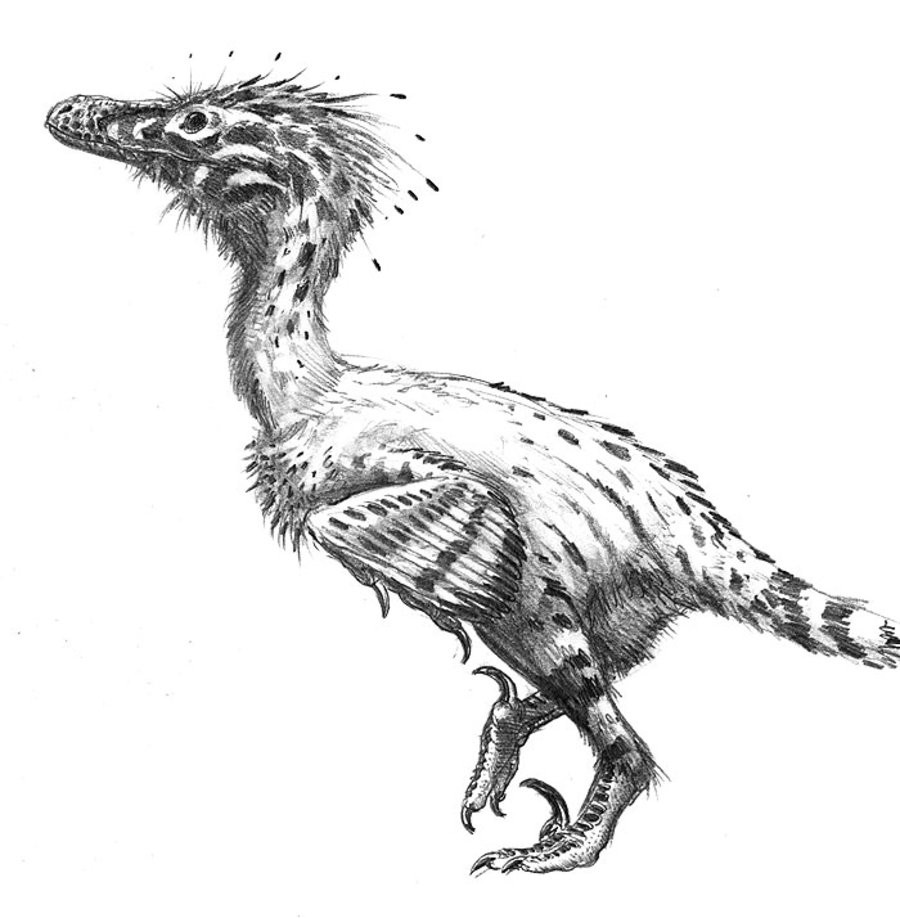 Linheraptor Pictures & Facts - The Dinosaur Database