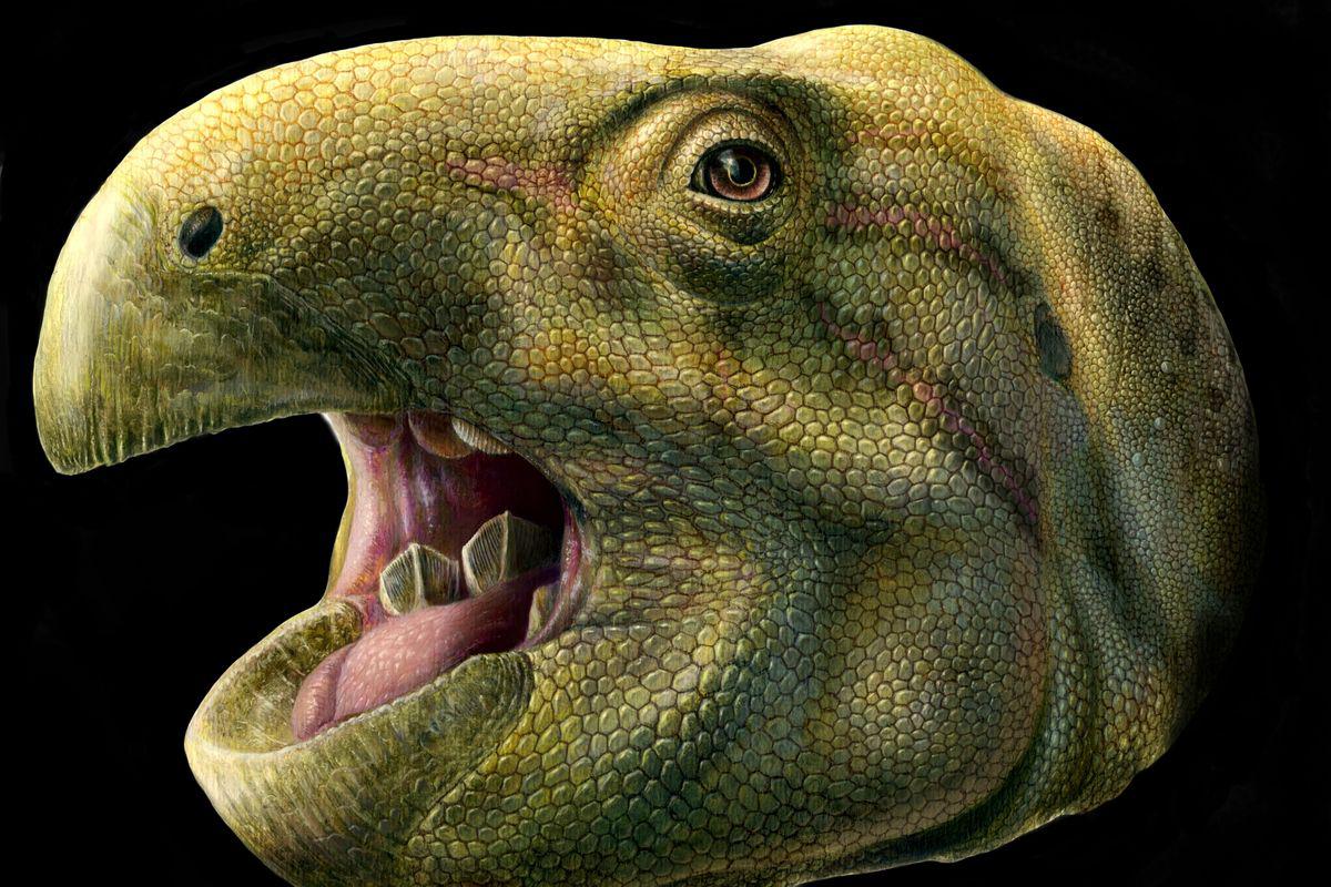 Matheronodon, Cretaceous
(Меловой период)