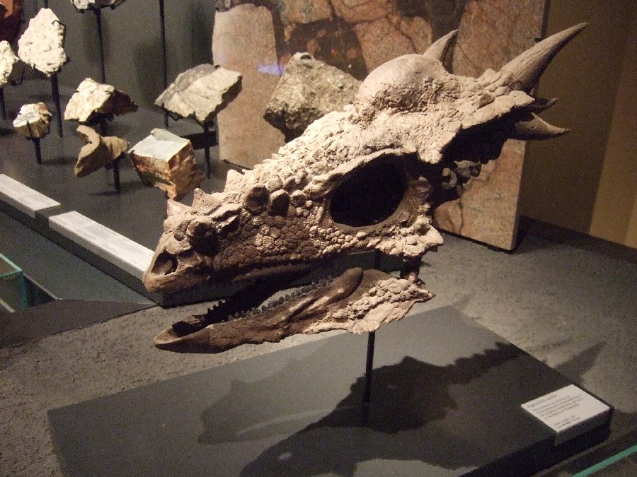 Stygimoloch Pictures & Facts - The Dinosaur Database