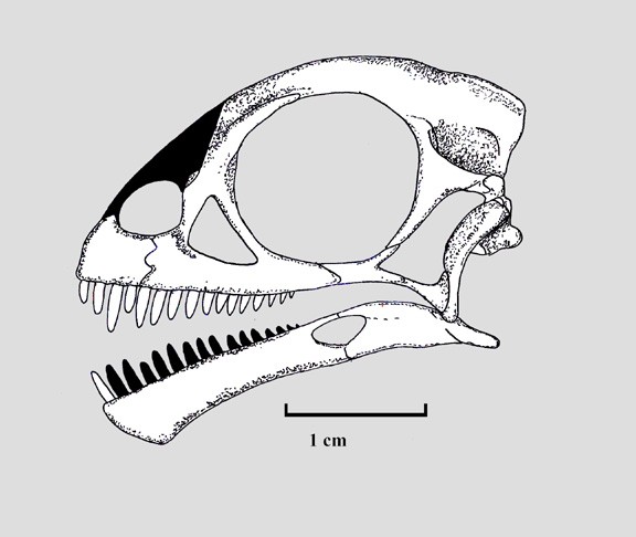 Mussaurus Pictures & Facts - The Dinosaur Database