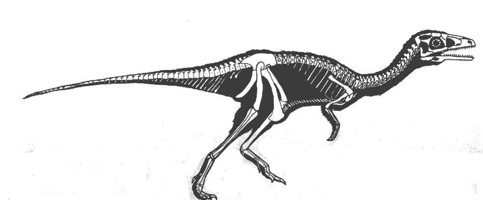 Phaedrolosaurus, Cretaceous
(Меловой период)