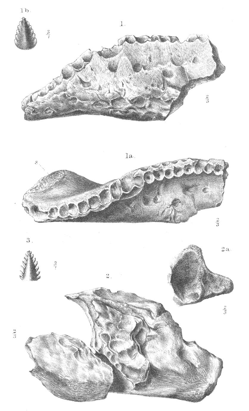 Sarcolestes, Jurassic
(Юрский период)