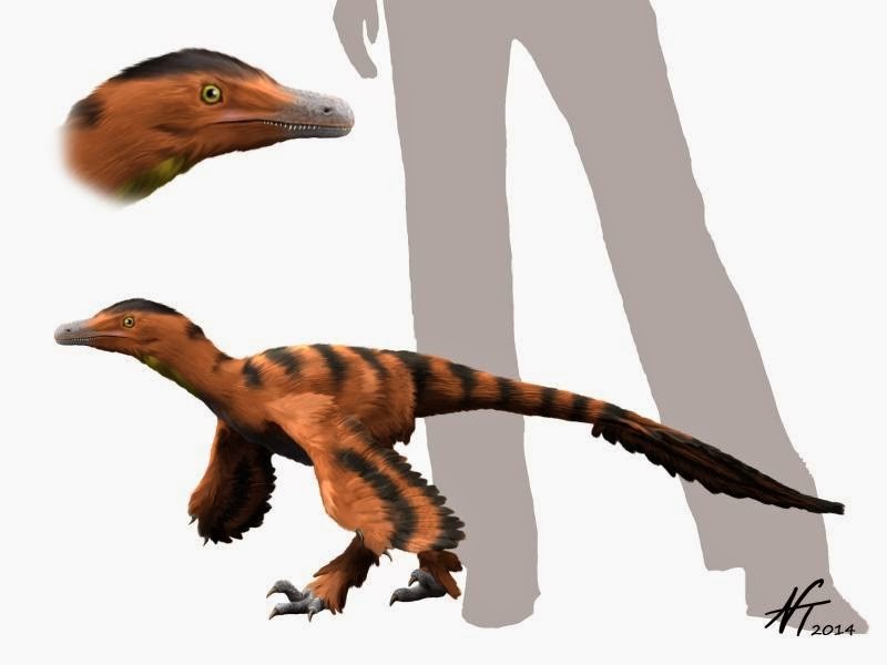 Sinornithosaurus Pictures & Facts - The Dinosaur Database