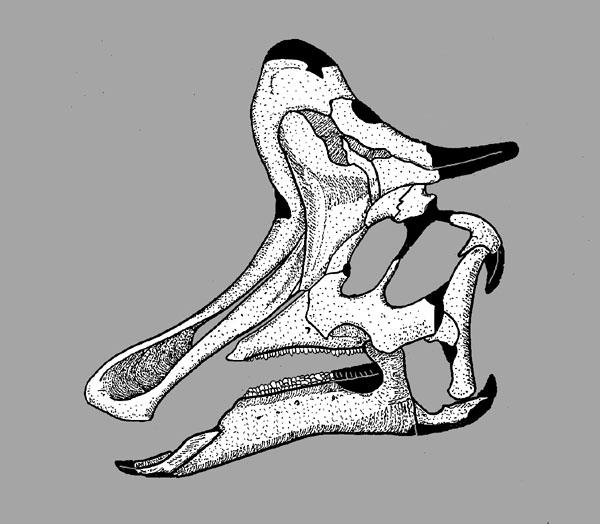 Stephanosaurus