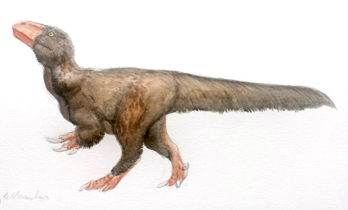 Walgettosuchus