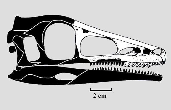 Xixiasaurus Pictures & Facts - The Dinosaur Database