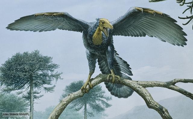 Archaeopteryx Pictures & Facts - The Dinosaur Database