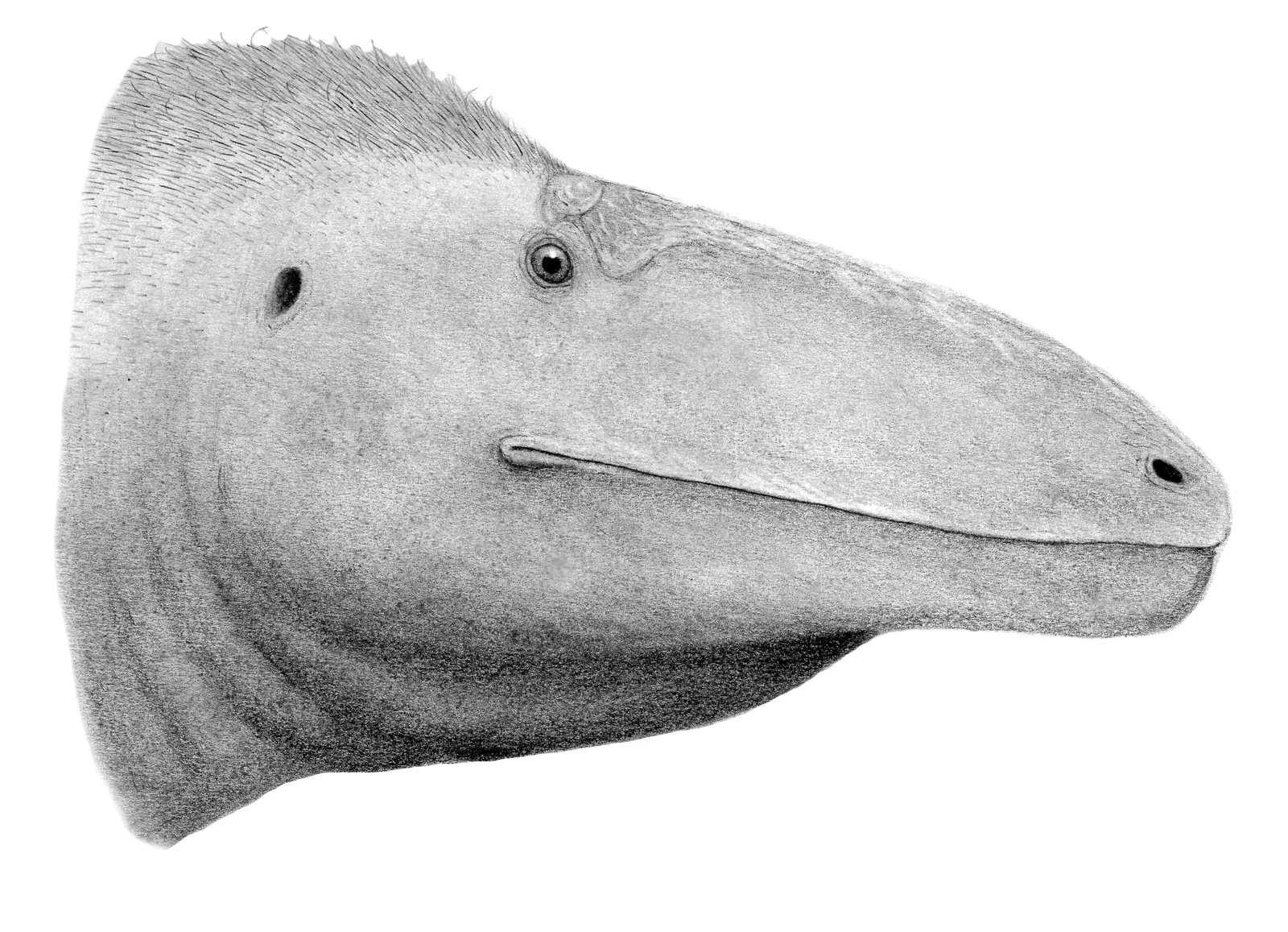 Murusraptor