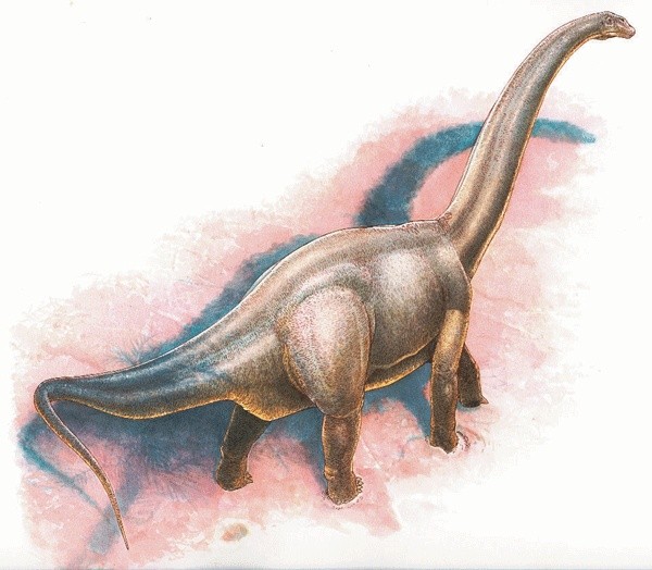 Картинки по запросу Haplocanthosaurus