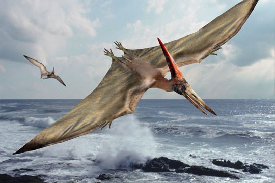 Pteranodon Pictures & Facts - The Dinosaur Database