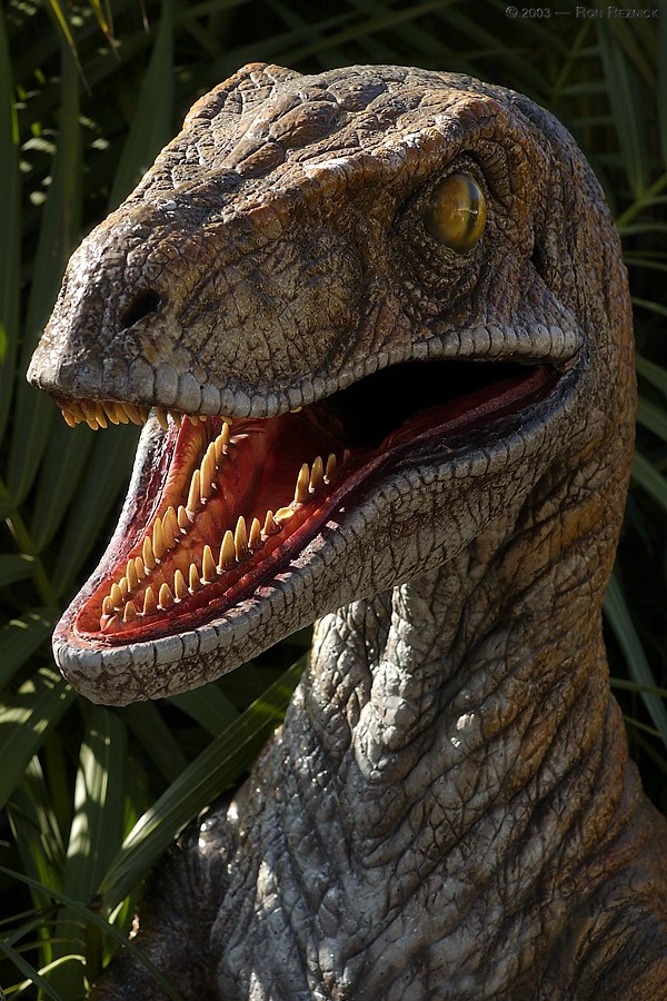  https://images.dinosaurpictures.org/velociraptor003_30d2.jpg   